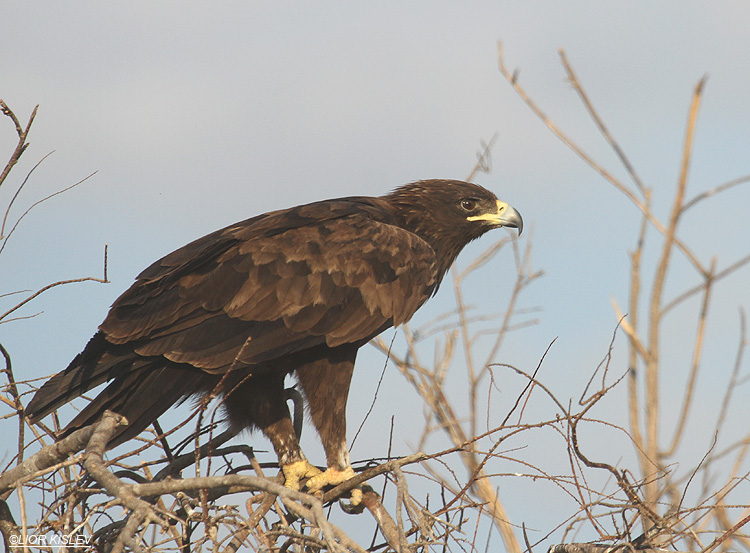 Greater Spotted Eagle   Aquila clanga ,Beit Shean valley ,Israel, 22-11-10 Lior Kislev